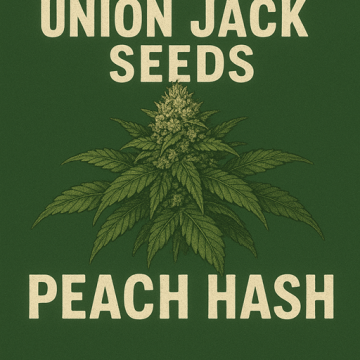 Peach 13 Hash Plant